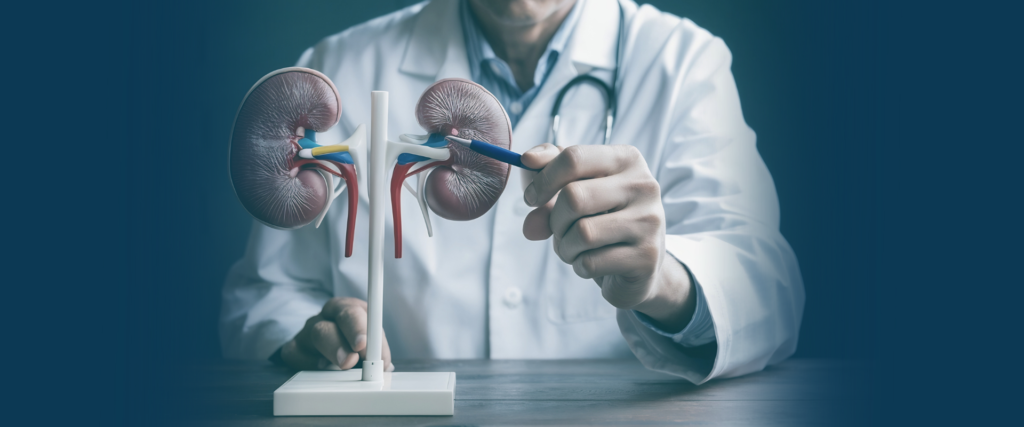 Doctor showing kidney model for patient education – Urologic Health Duba
